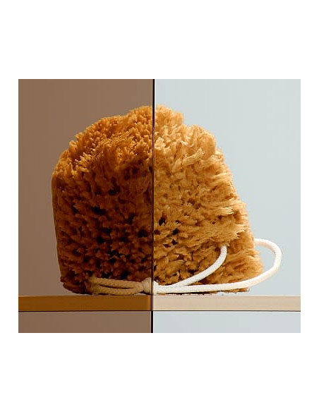 Radaway dušas durvis Twist