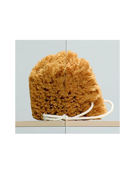 Radaway dušas stūris Torrenta PDD/E